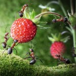 Ant_Team_Strawberry